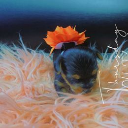 Yorkshire Terrier Puppies from Joy Riley's Yorkies