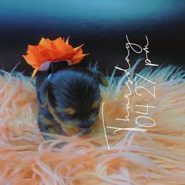 Yorkshire Terrier Puppies from Joy Riley's Yorkies