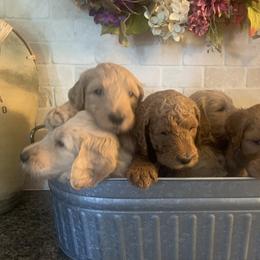 Goldendoodle Puppies from Perry Farm Doodles