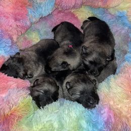 Keeshond Puppies from StarStruck Keeshonden