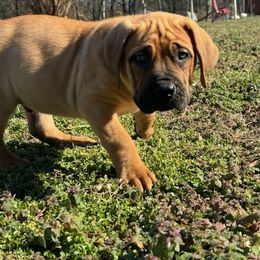 Boerboel Puppies from Erickson Ranch Boerboels