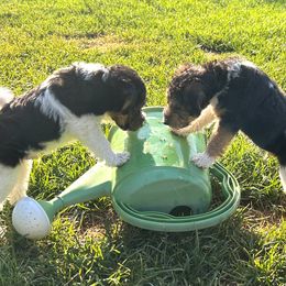 Wire Fox Terrier Puppies from Lisa Ellis