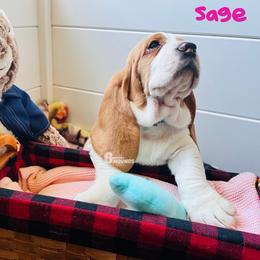 Sage - Lemon and white female Basset Hound puppy in Willow Spring, North Carolina from Blackberry Creek Basset Hounds