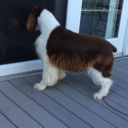 Denali - English Springer Spaniel