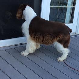 Denali - English Springer Spaniel
