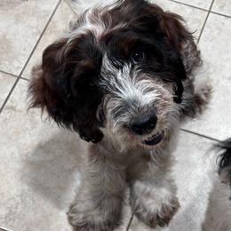Copper - White and liver male Springerdoodle puppy in Reddick, Florida from Cooper’s Mini Doodles
