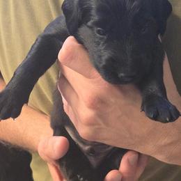Boy 3 - male Flat-Coated Retriever puppy in Reno, Nevada from Clear Creek Kennel