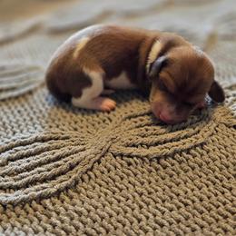 Daisy - Piebald female Dachshund puppy in Oklahoma from Wilkinson’s Waggish Weiner Dogs