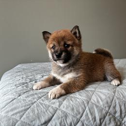 Dot - Red female Shiba Inu puppy in Monett, Missouri from Happy Tails Shiba Inus