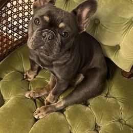 French Bulldog All Grown Up from Dama Hill Frenchies