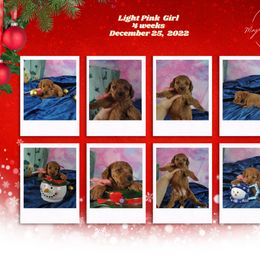 Poodle Puppies from Majestic Embrace