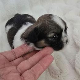 Sage - Black gold and white male Shih Tzu puppy in Fallon, Nevada from Grandma Ts Precious Puppies