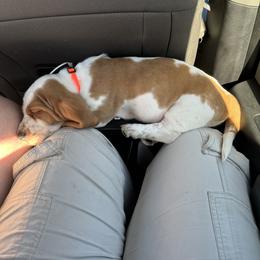 Basset Hound Puppies from BnL Bassets