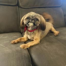 Lola - Shih Tzu