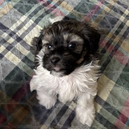Red and white sable male - Red sable male Havanese puppy in East Lansing, Michigan from VanCort's Happy Havanese