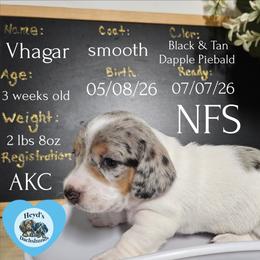 Vhagar - Dapple male Dachshund puppy in Hoquiam, Washington from Heyd's Mini Dachshunds