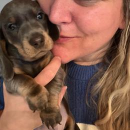 AKC Dasher sweet grumpy face - Blue and tan male Dachshund puppy in Erie, Michigan from Champagne’s Grinch Toe’d Dachshunds