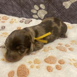 JINU - Dapple male Dachshund puppy in Elizabethtown, Kentucky from Teeny Tiny Puppy Tails