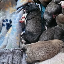 Anatolian Shepherd Dog Puppies from Homestead Heaney