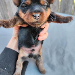Mr. Black - Black and gold male Yorkshire Terrier puppy in Woodway, Texas from The Yorkie Empire