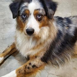 Australian Shepherds, Miniature Australian Shepherds, and Toy Australian Shepherds from Our Lil Aussies