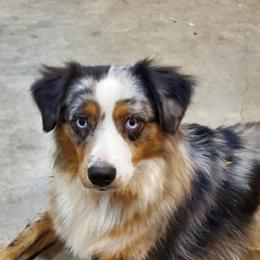Australian Shepherds, Miniature Australian Shepherds, and Toy Australian Shepherds from Our Lil Aussies
