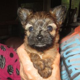 Yorkshire Terrier Puppies from Island lake Yorkies