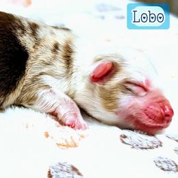 Lobo - Red merle male Miniature Australian Shepherd puppy in Punta Gorda, Florida from Christie's Creekside Aussies