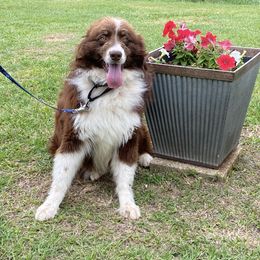 Clyde - Australian Shepherd