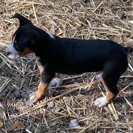 Kilo - Black white and tan male Rat Terrier puppy in Gig Harbor, Washington from DHart Farm & Kennel