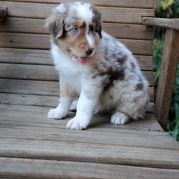 Australian Shepherd Puppies from Farmstead Aussies