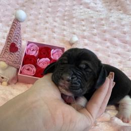 Girl - Black and white female Basset Hound puppy in Manteca, California from AKC Basset Hounds Puppy