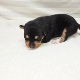 Chanel - Tri-color female Basenji puppy in Caldwell, Texas from Becker's Basenjis