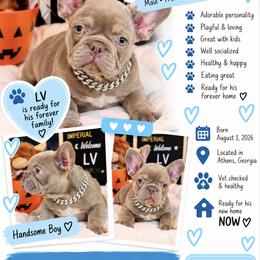 Boy 4 - male French Bulldog puppy in Athens, Georgia from Imperial Frenchies