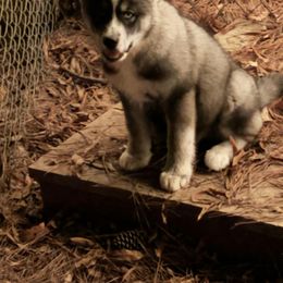 Siberian Husky Puppies from WILLIAM HUNDLEY