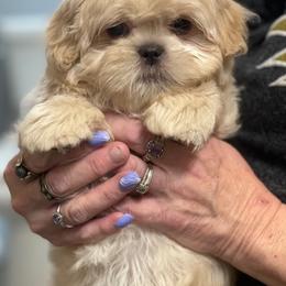Shih Tzu Puppies from Marlene Kenney's Shih Tzus