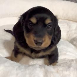 Max's Black and Tan Boy - Black and tan male Dachshund puppy in Kalama, Washington from Dazzling Doxies