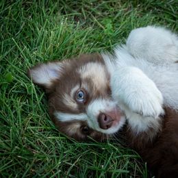Red and white - Red & white female Australian Shepherd puppy in Bloomfield, New York from Wayward Trails Kennel