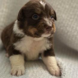 Magnus - Red tri-color male Australian Shepherd puppy in Albertville, Alabama from Salt Creek Aussies