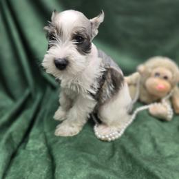 Hattie - Salt and pepper female Miniature Schnauzer puppy in Lebanon, Missouri from Sassy's Classy Canines