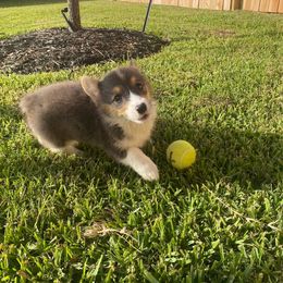 American Corgi Puppies from Peach Tree Corgi Co.