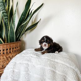 Cockapoo Puppies from Cockapoo puppies and co.