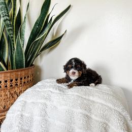 Cockapoo Puppies from Cockapoo puppies and co.