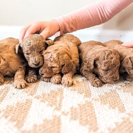 Oakley - Red  female Poodle puppy in Benton, Illinois from J & J Miniature Poodles