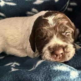 Wonder Woman - Brown and gray female Wirehaired Pointing Griffon puppy in Grangeville, Idaho from Happy Hollow Griffons