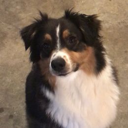 Chloe - Australian Shepherd