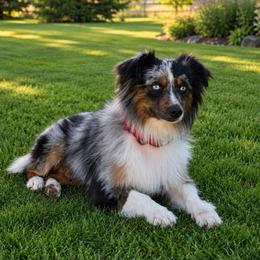 Ruger - Blue merle male Miniature Australian Shepherd puppy in Lakeport, California from Akins Aussies/Wild Rose Ranch