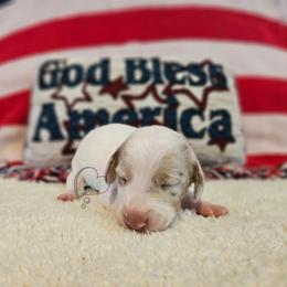 Dapple pie girl - Dapple female Dachshund puppy in Herald, California from Bluegum Dachshunds