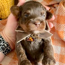 Rolo (grey) - Brown and tan male Cockapoo puppy in West Haven, Utah from Harper Haven Cavapoos & Doodles