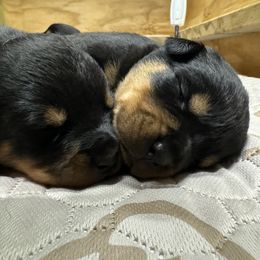 German Shepherd and Rottweiler Puppies from Von Der Hügelspitze